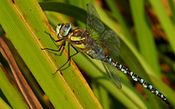 Migrant Hawker (Male, Aeshna mixta)